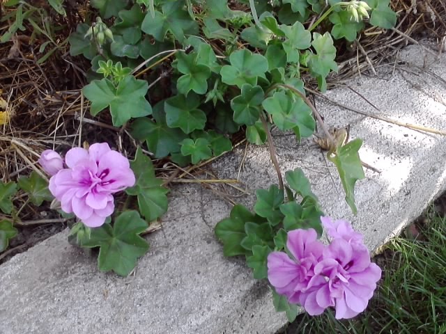 pelargonije korito