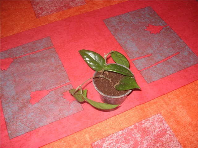 hoya-voštani cvijet - Sobno cvijeće - Slika 22972