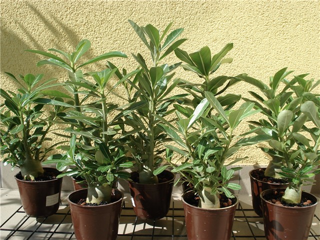 adenium mali