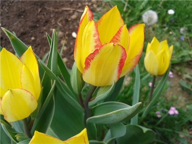 tulipani zuti s crvenim rubom