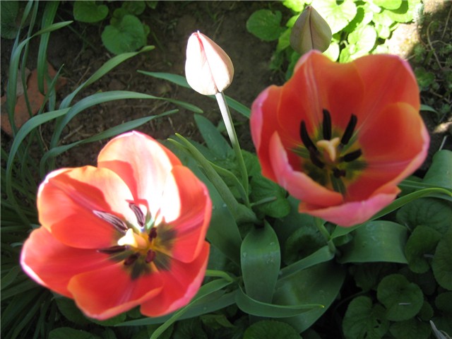 Tulipani