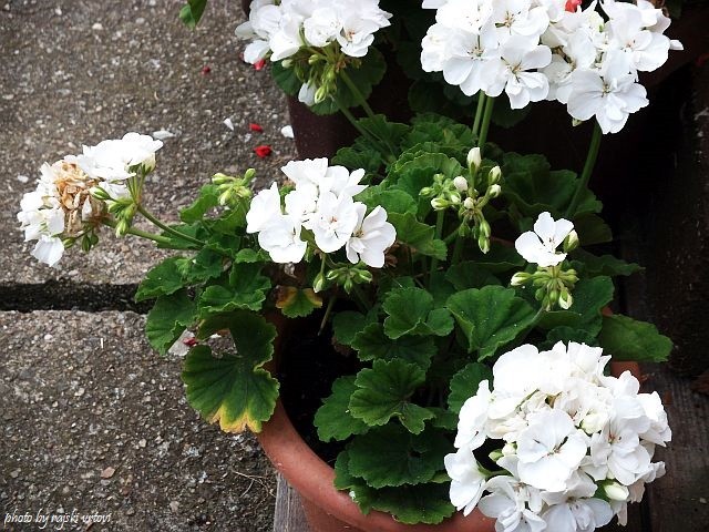 pelargonije