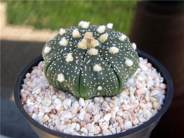Astrophytum asterias hybrid
