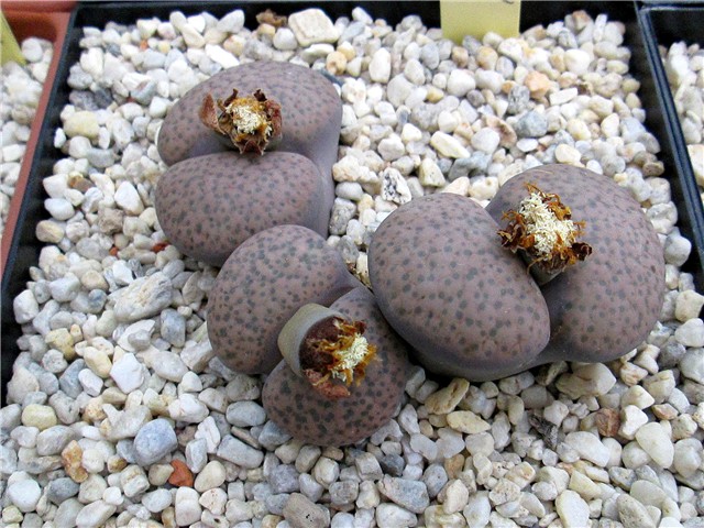 lithops - Ž. Baljkas