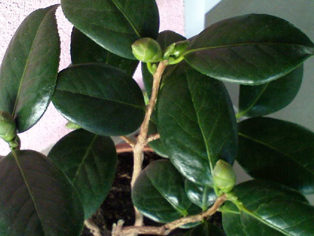 Kamelija (Camelia japonica 'Berenice Body' ) s pupovima