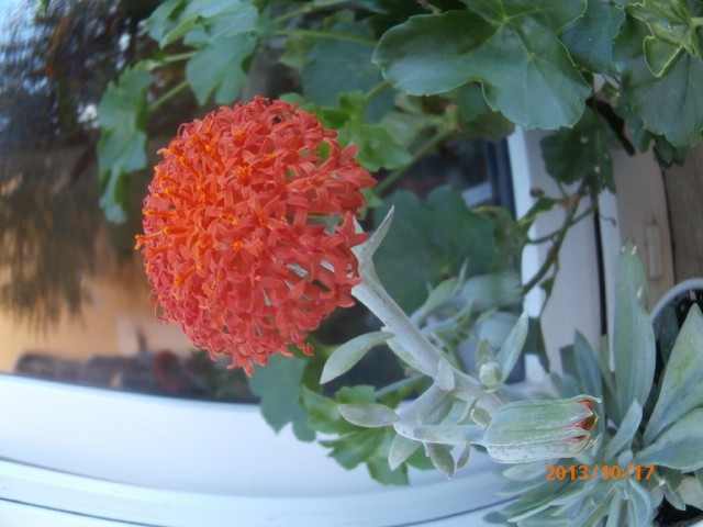 senecio