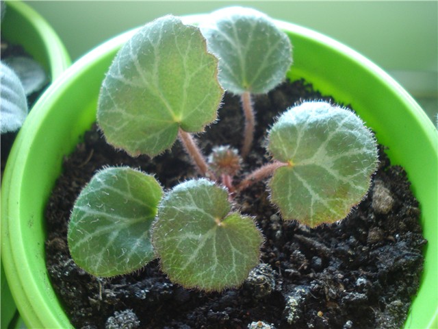 saxifraga