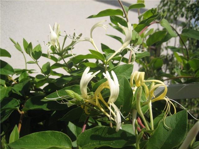 Lonicera