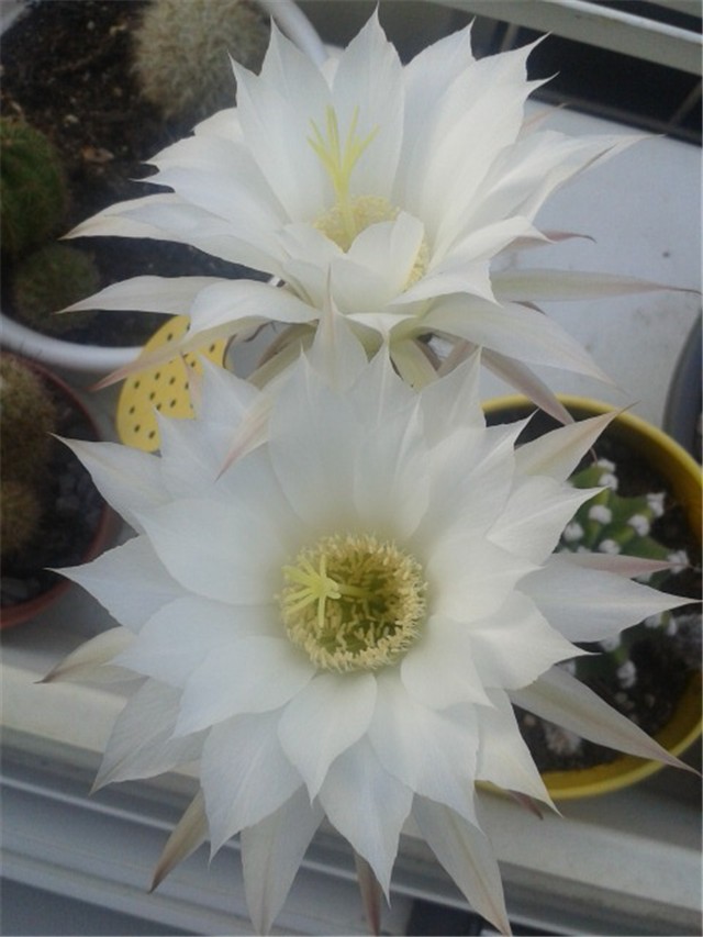 Echinopsis