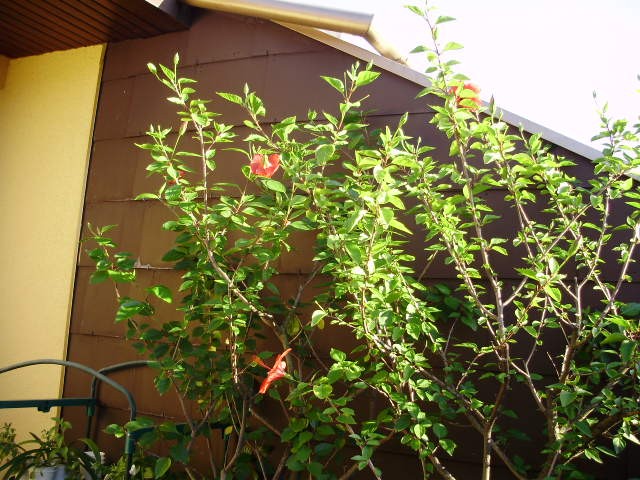 Tropski hibiskus - lat. hibiscus rosa sinensis 
