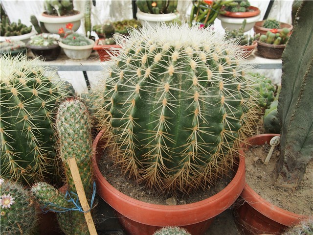kaktus