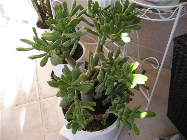 crassula