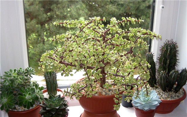 Portulacaria afra