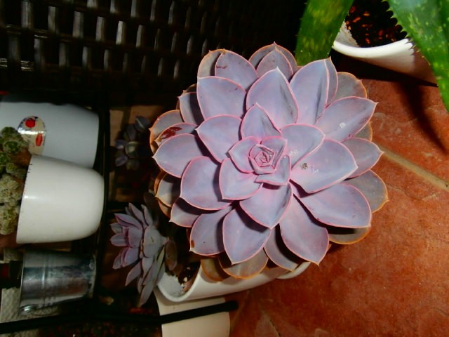 echeveria