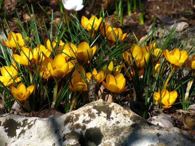 Crocus