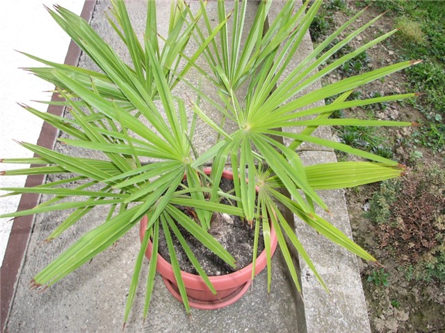 palmica