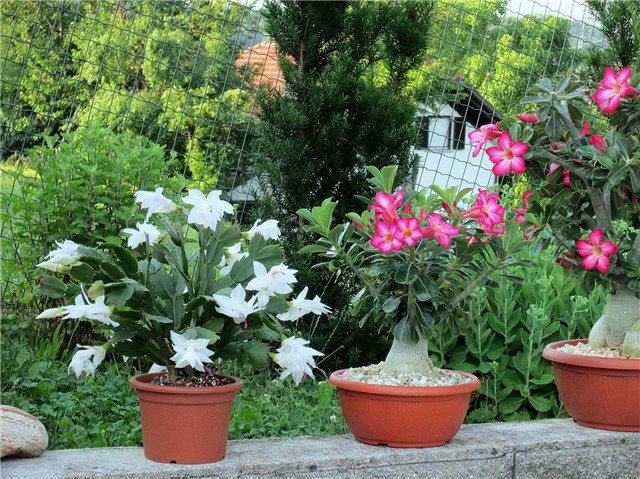 Schlumbergera