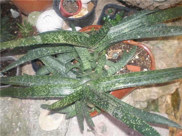 Gasteria
