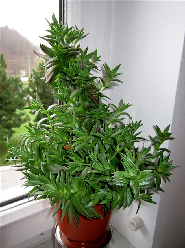 Crassula capitella