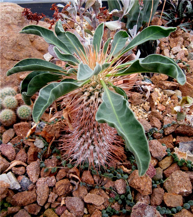 Pachypodium namaquanum