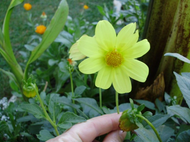 dalija, georgina - lat. dahlia 