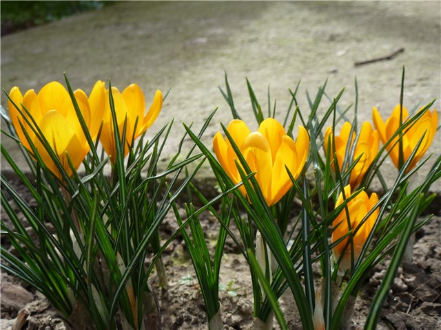 crocus žuti