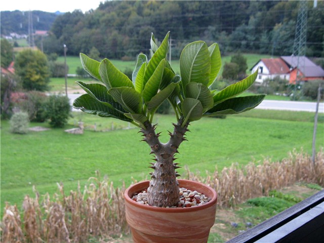 Pachypodium baronii windsorii 