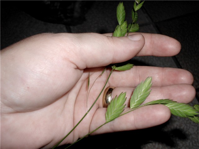chasmantium latifolium1