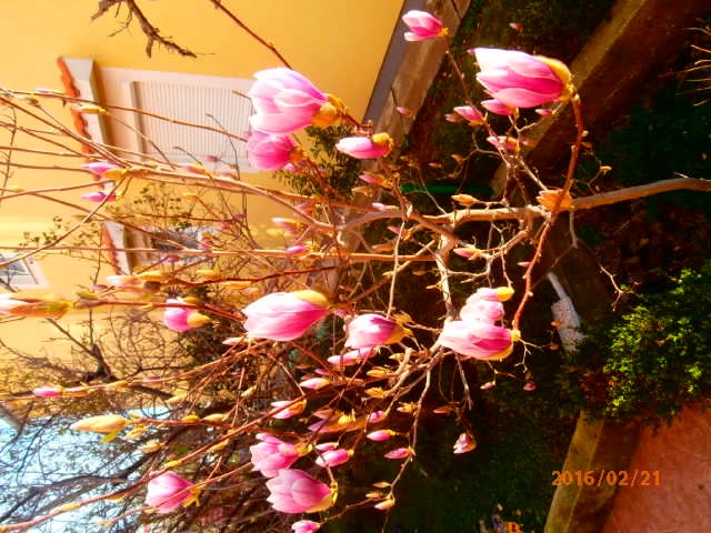magnolija