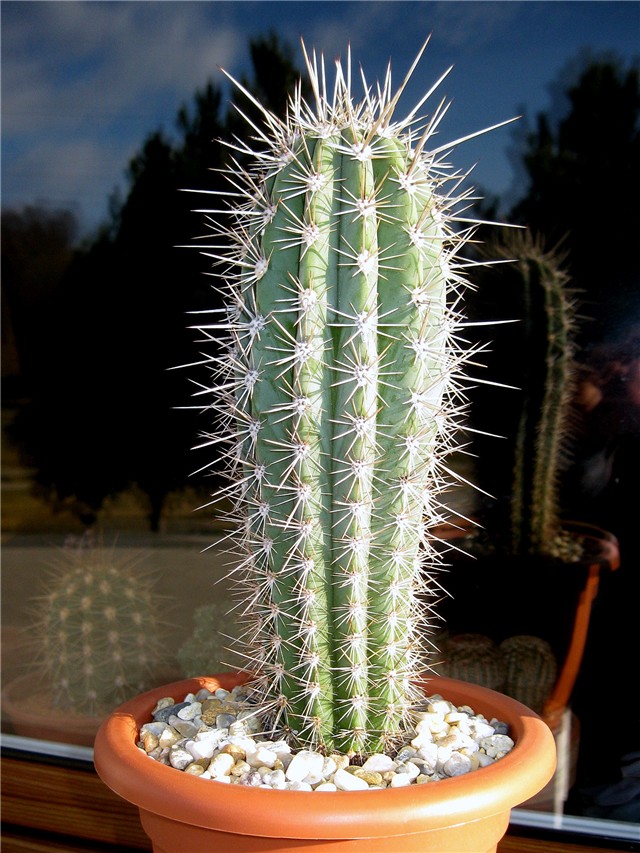 Pachycereus pringlei