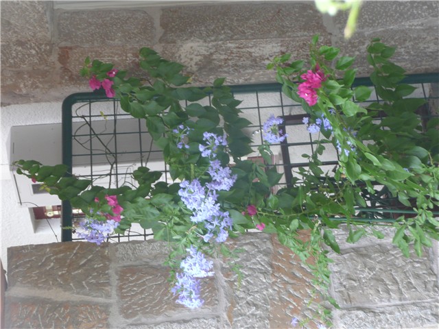 plumbago