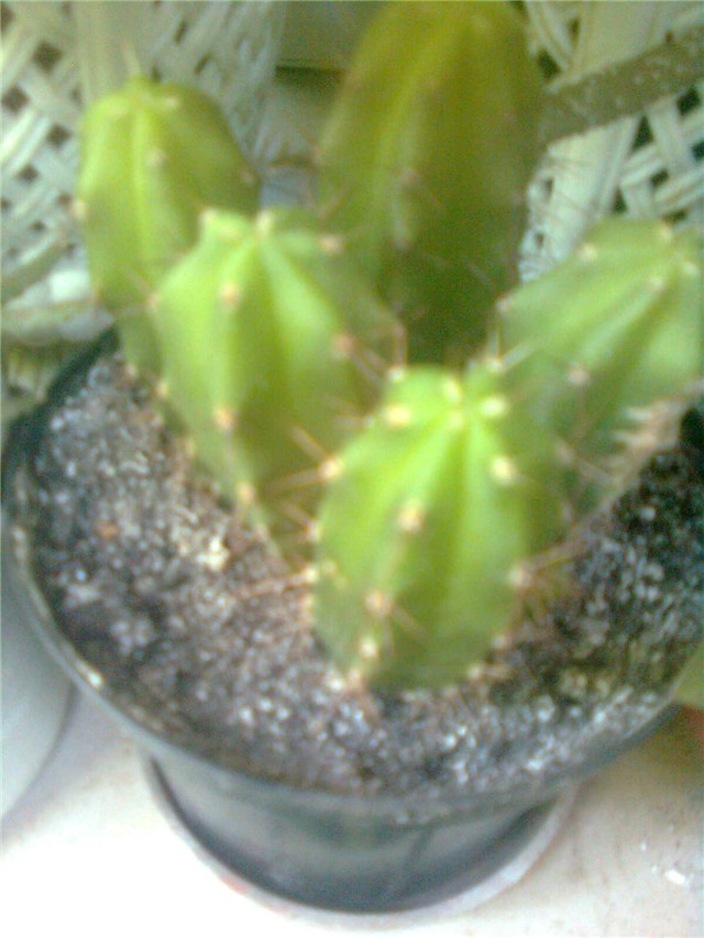 kaktus1
