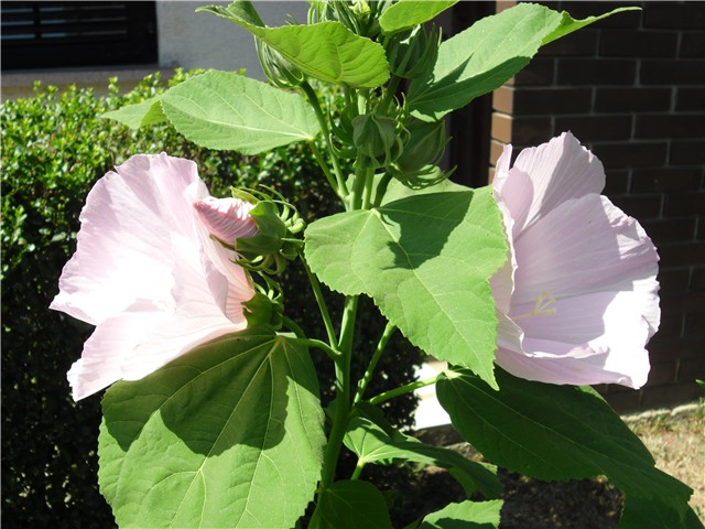 močvarni hibiskus