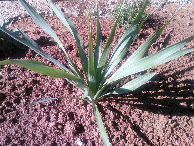 Yucca, juka