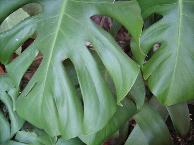 filodendron