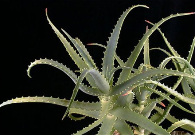 aloe arboescens