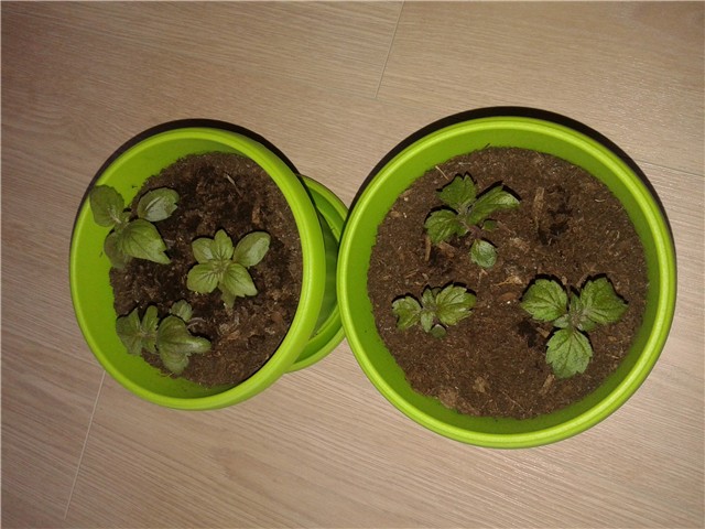 achimenes