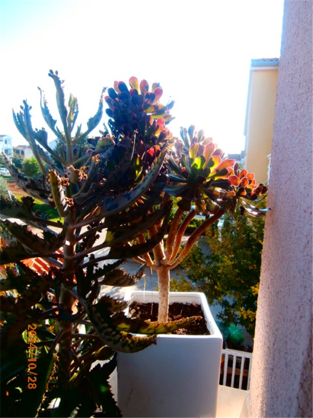 aeonium