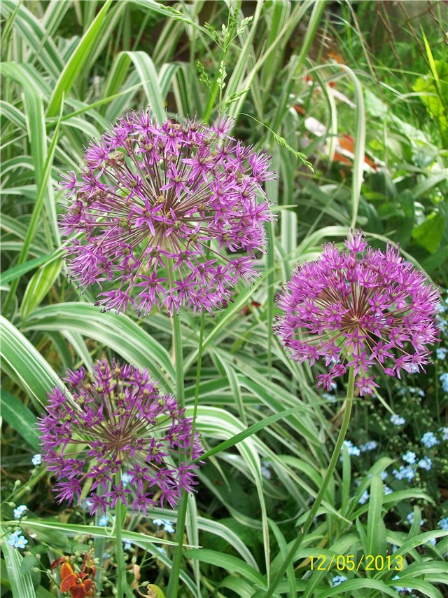 ukrasni luk - allium giganteum