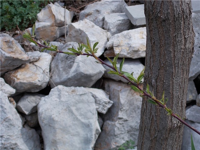test postavljanja slijke