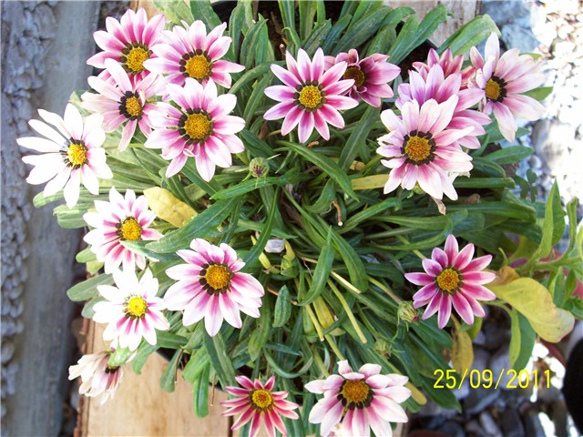 Gazanija
