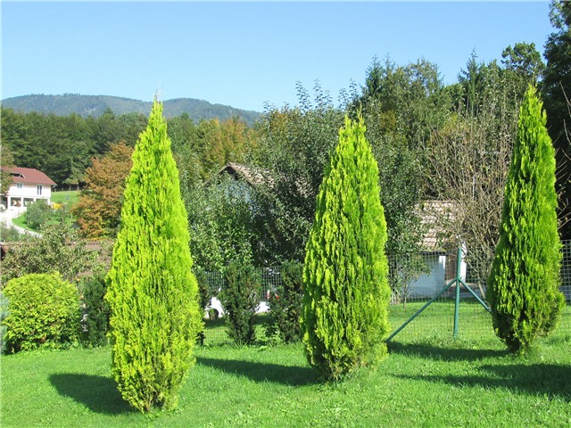 Thuja orientalis aurea