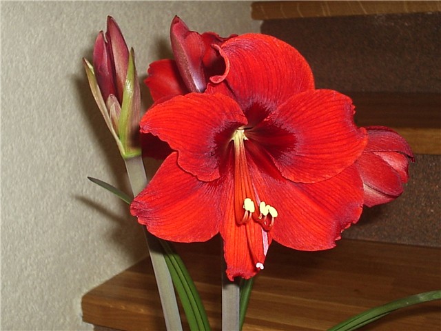 amarilis