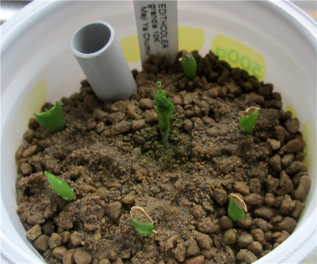 Edithcolea grandis 