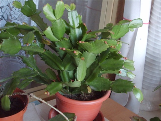 pupovi
