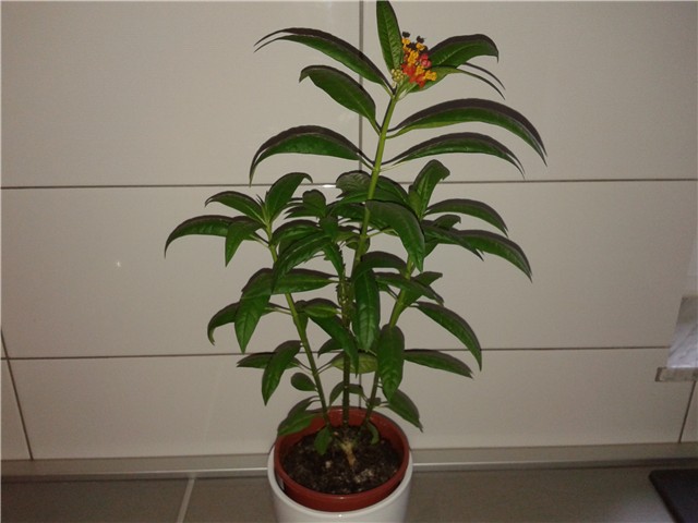 grčki oleander