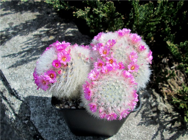 Mammillaria laui dasyacantha