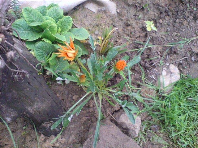 gazanija