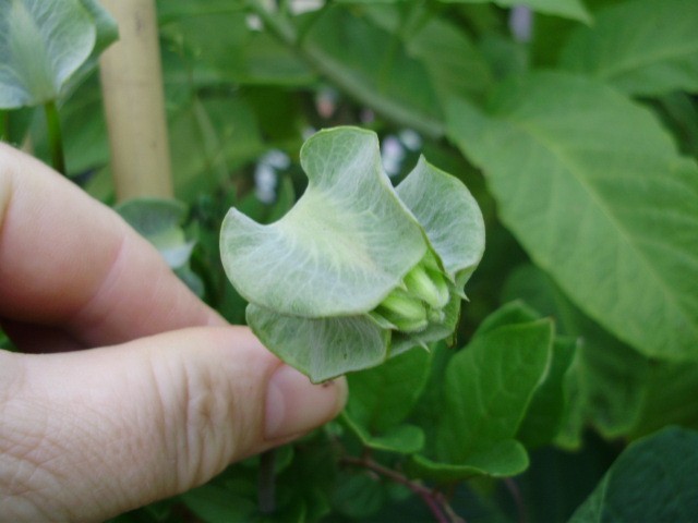 cobaea%20scandens