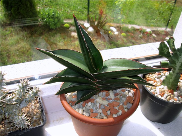 Sansevieria  robusta  